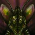 A dark praying mantis
