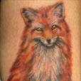 A realistic fox in color