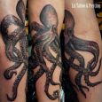 An octopus in black and grey