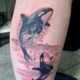 Two killer whales on the leg