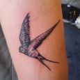 A small swallow above the elbow