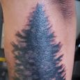 A black and grey conifer