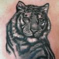 A tiger in black and grey