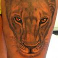 The head of a lioness