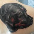 A portrait of a rottweiler on the shoulderblade