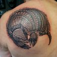 An armadillo